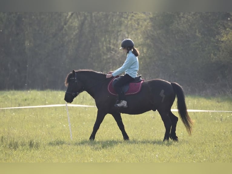 Cob Croisé Hongre 7 Ans 125 cm Noir in Egligny