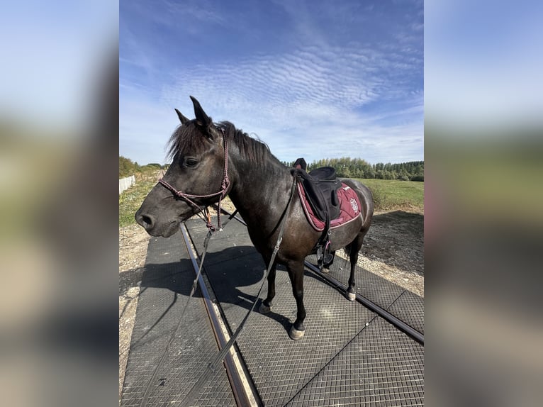 Cob Croisé Hongre 7 Ans 125 cm Noir in Egligny