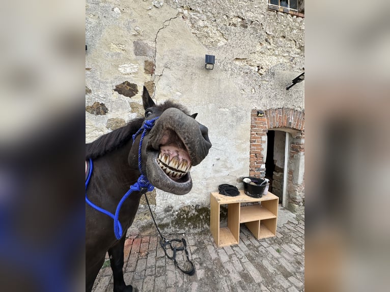 Cob Croisé Hongre 7 Ans 125 cm Noir in Egligny