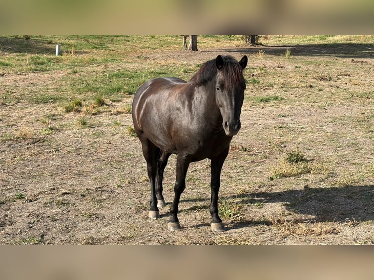 Cob Croisé Hongre 7 Ans 125 cm Noir in Egligny