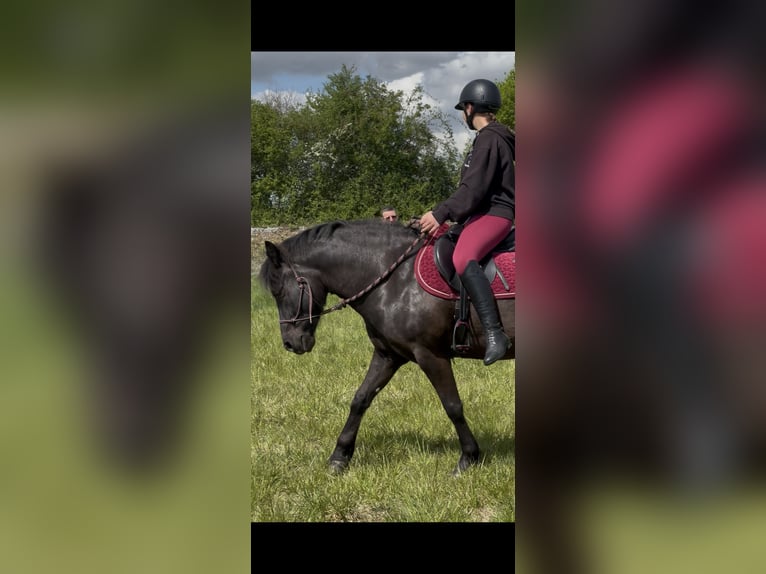 Cob Croisé Hongre 7 Ans 125 cm Noir in Egligny