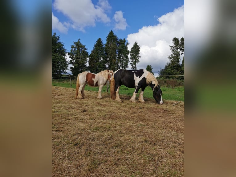 Cob Hongre 7 Ans 145 cm Tobiano-toutes couleurs in Poullaouen