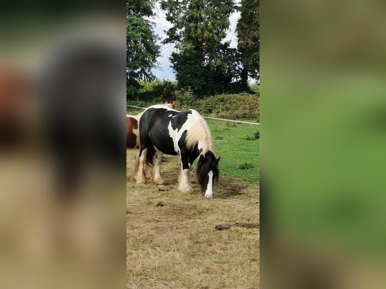 Cob Hongre 7 Ans 145 cm Tobiano-toutes couleurs in Poullaouen