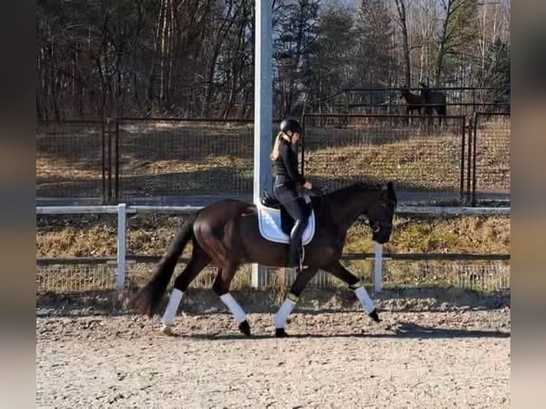 Cob Hongre 7 Ans 161 cm Noir in Lezno Gorne
