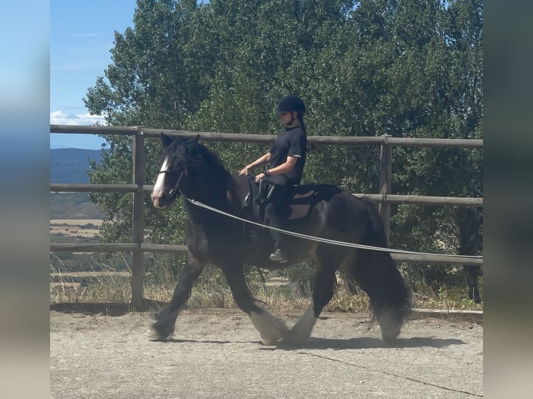 Cob Hongre 7 Ans 165 cm Noir in Loarre