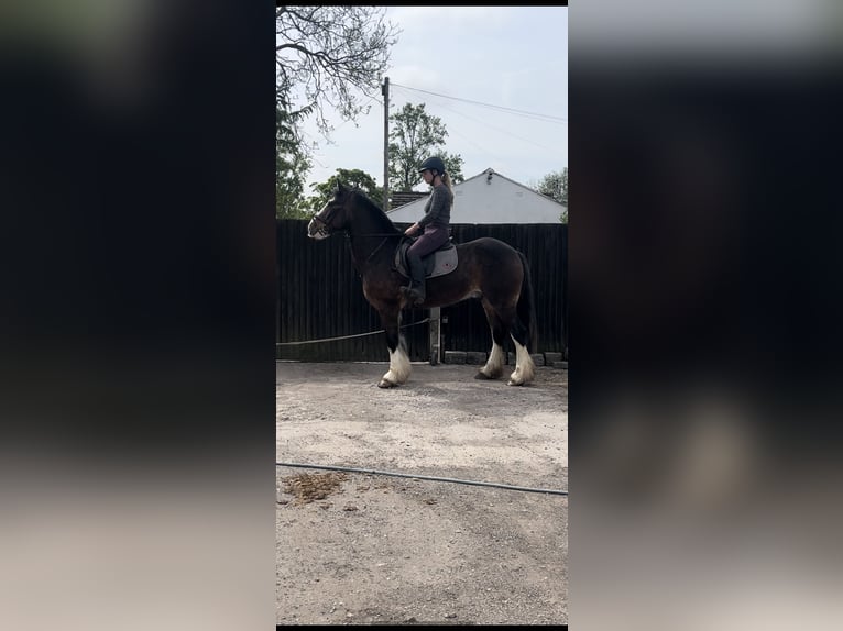 Cob Hongre 8 Ans 163 cm Bai cerise in Manchester