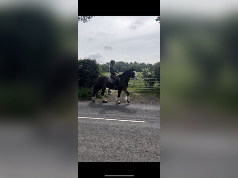 Cob Hongre 8 Ans 163 cm Bai cerise in Manchester
