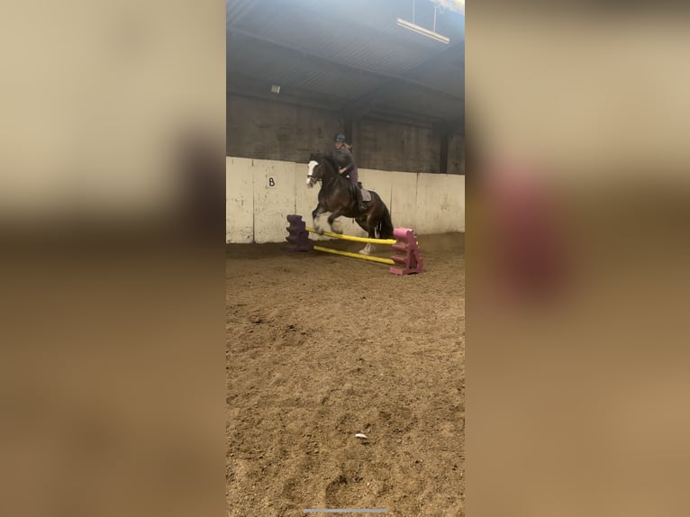 Cob Hongre 8 Ans 163 cm Bai cerise in Manchester