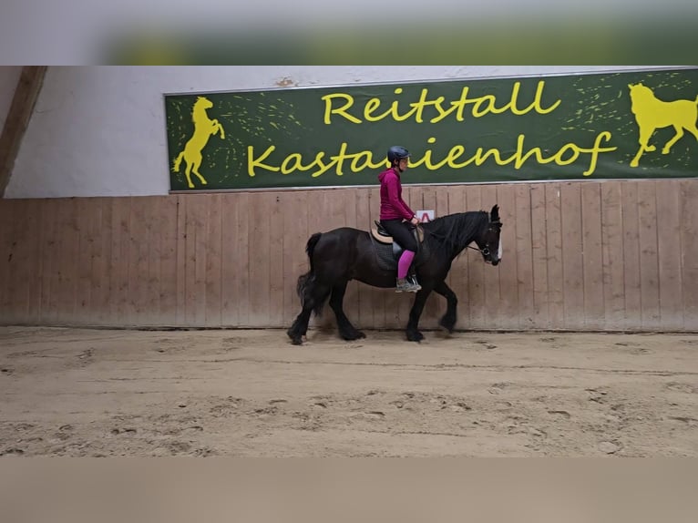 Cob Hongre 9 Ans 146 cm Noir in Lauenhagen Lauenhagen