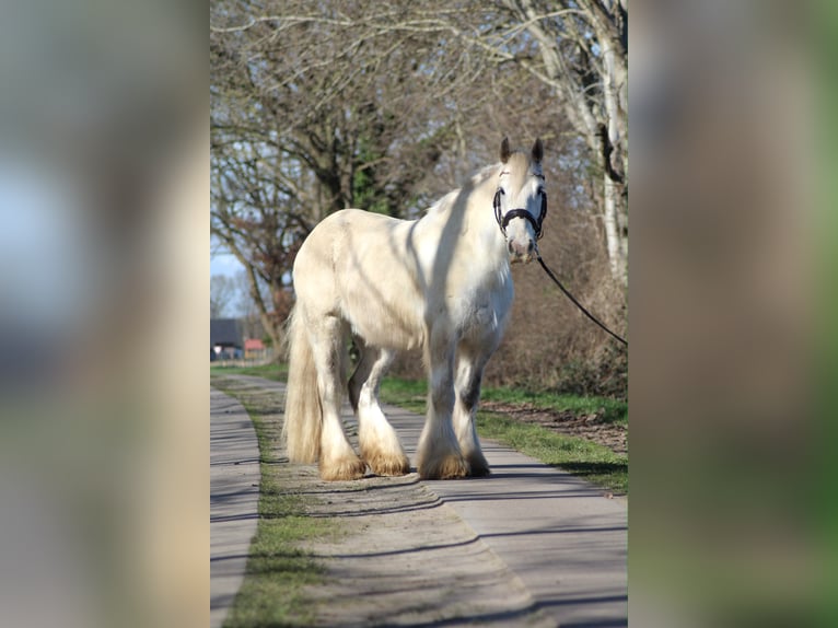 Cob Hongre 9 Ans 161 cm Gris in Oberlangen