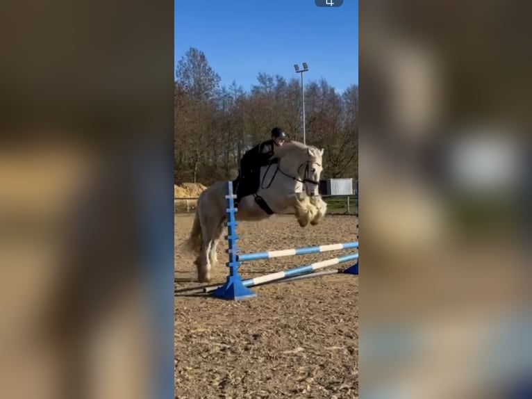 Cob Hongre 9 Ans 161 cm Gris in Oberlangen