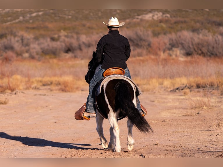 Cob Irlandese / Tinker / Gypsy Vanner Mix Castrone 10 Anni 122 cm in Caballo, NM