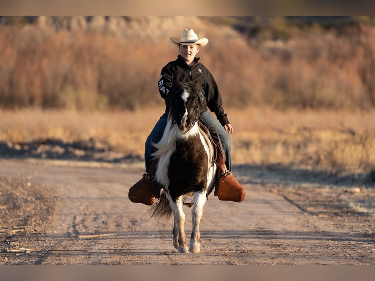 Cob Irlandese / Tinker / Gypsy Vanner Mix Castrone 10 Anni 122 cm in Caballo, NM