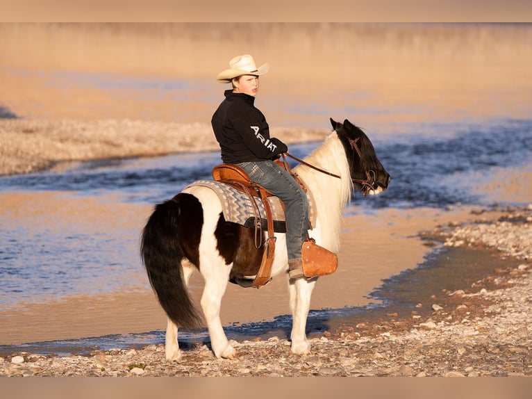 Cob Irlandese / Tinker / Gypsy Vanner Mix Castrone 10 Anni 122 cm in Caballo, NM