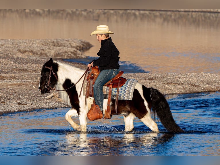 Cob Irlandese / Tinker / Gypsy Vanner Mix Castrone 10 Anni 122 cm in Caballo, NM