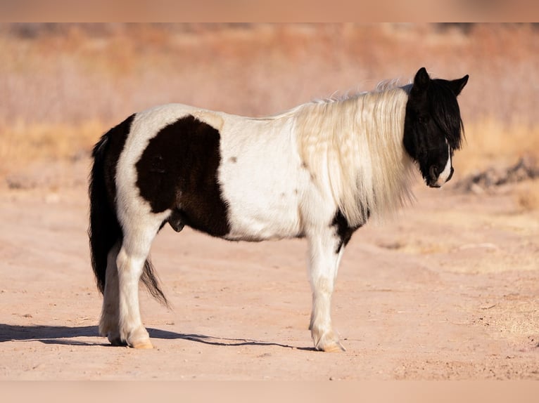 Cob Irlandese / Tinker / Gypsy Vanner Mix Castrone 10 Anni 122 cm in Caballo, NM