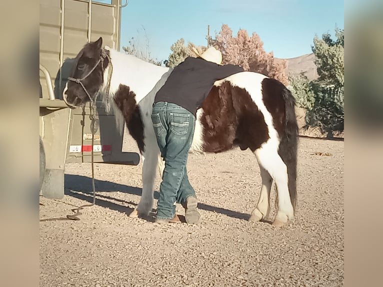 Cob Irlandese / Tinker / Gypsy Vanner Mix Castrone 10 Anni 122 cm in Caballo, NM