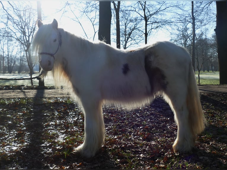 Cob Irlandese / Tinker / Gypsy Vanner Castrone 10 Anni 132 cm Pezzato in Lathen