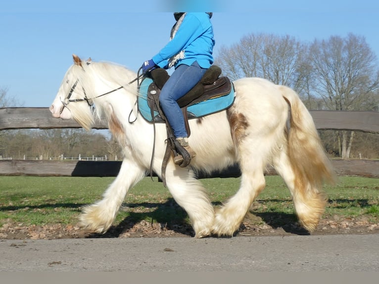 Cob Irlandese / Tinker / Gypsy Vanner Castrone 10 Anni 132 cm Pezzato in Lathen