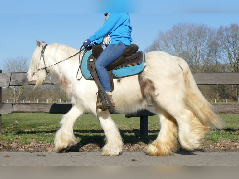 Cob Irlandese / Tinker / Gypsy Vanner Castrone 10 Anni 132 cm Pezzato in Lathen