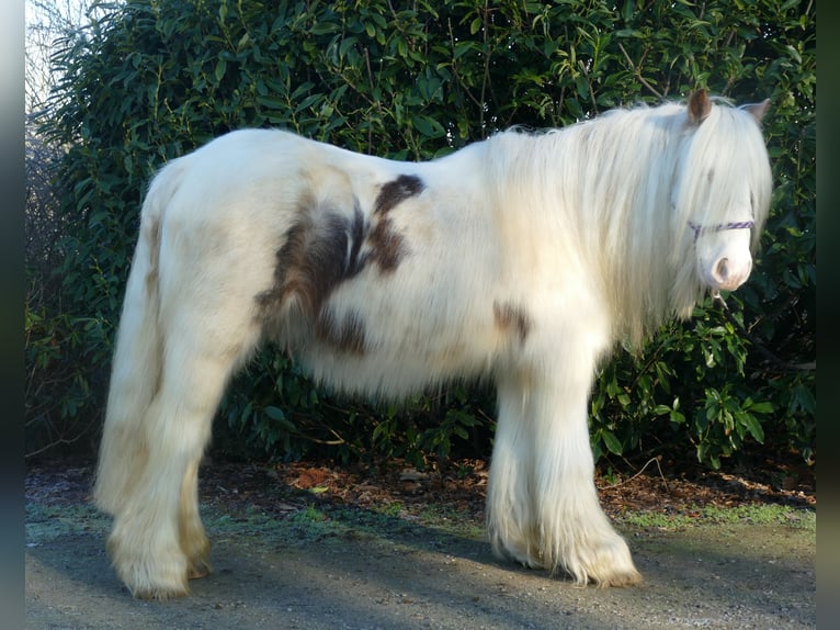 Cob Irlandese / Tinker / Gypsy Vanner Castrone 10 Anni 132 cm Pezzato in Lathen