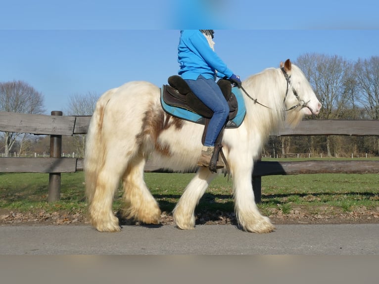 Cob Irlandese / Tinker / Gypsy Vanner Castrone 10 Anni 132 cm Pezzato in Lathen