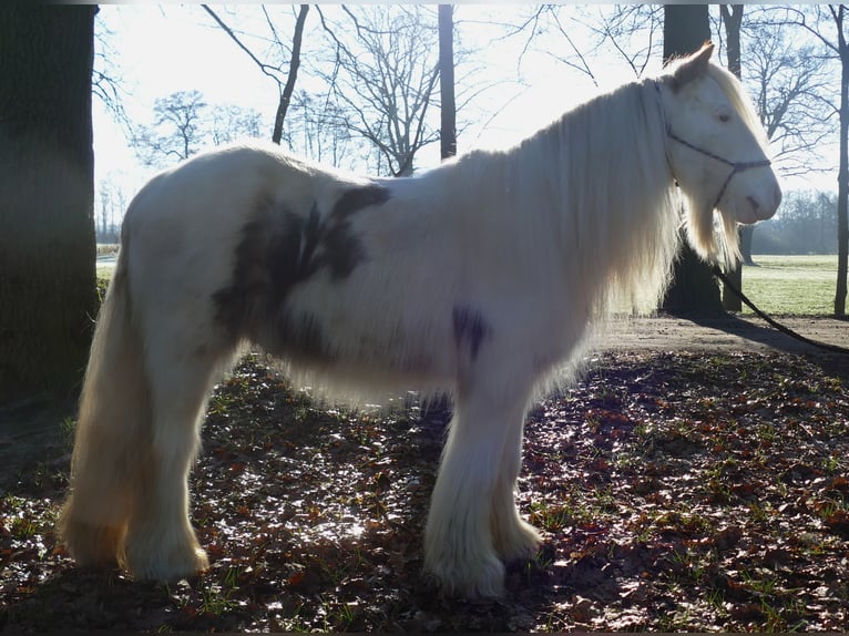 Cob Irlandese / Tinker / Gypsy Vanner Castrone 10 Anni 132 cm Pezzato in Lathen