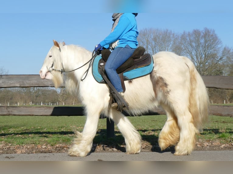 Cob Irlandese / Tinker / Gypsy Vanner Castrone 10 Anni 132 cm Pezzato in Lathen