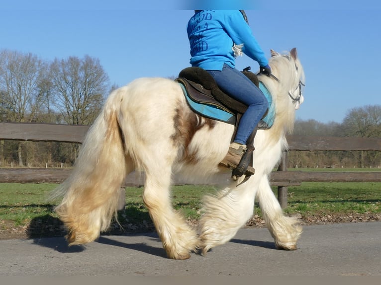 Cob Irlandese / Tinker / Gypsy Vanner Castrone 10 Anni 132 cm Pezzato in Lathen