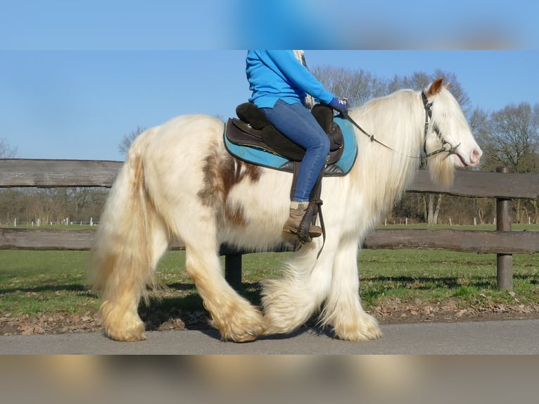 Cob Irlandese / Tinker / Gypsy Vanner Castrone 10 Anni 132 cm Pezzato in Lathen