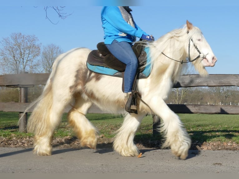 Cob Irlandese / Tinker / Gypsy Vanner Castrone 10 Anni 132 cm Pezzato in Lathen