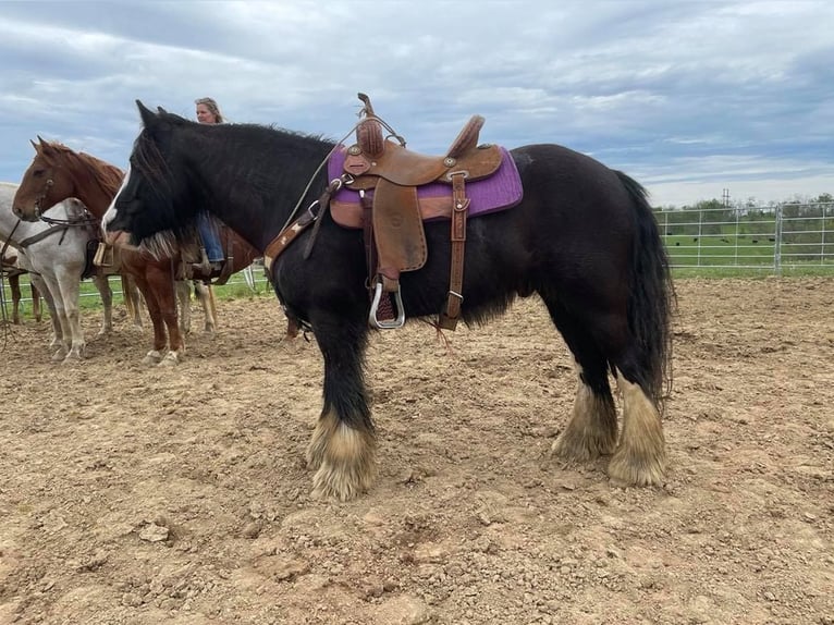 Cob Irlandese / Tinker / Gypsy Vanner Castrone 10 Anni 132 cm Sabino in Bristol