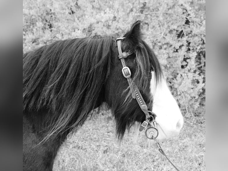 Cob Irlandese / Tinker / Gypsy Vanner Castrone 10 Anni 132 cm Sabino in Bristol