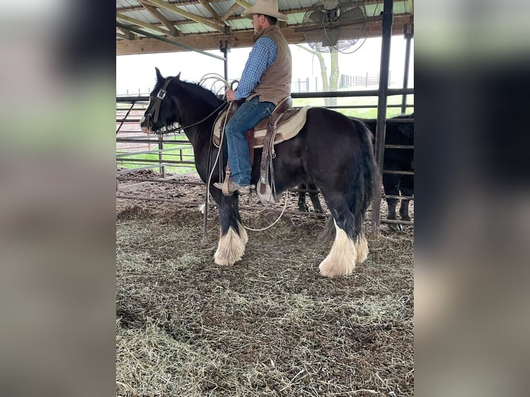 Cob Irlandese / Tinker / Gypsy Vanner Castrone 10 Anni 132 cm Sabino in Bristol