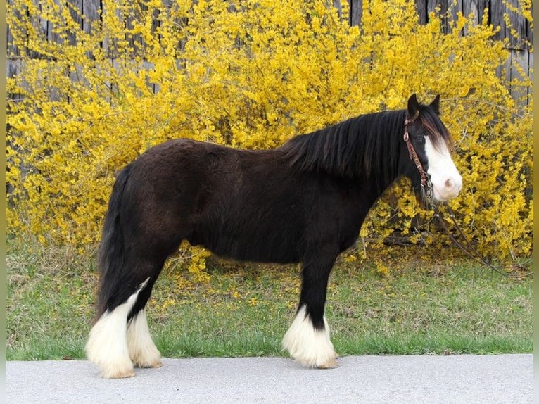 Cob Irlandese / Tinker / Gypsy Vanner Castrone 10 Anni 132 cm Sabino in Bristol