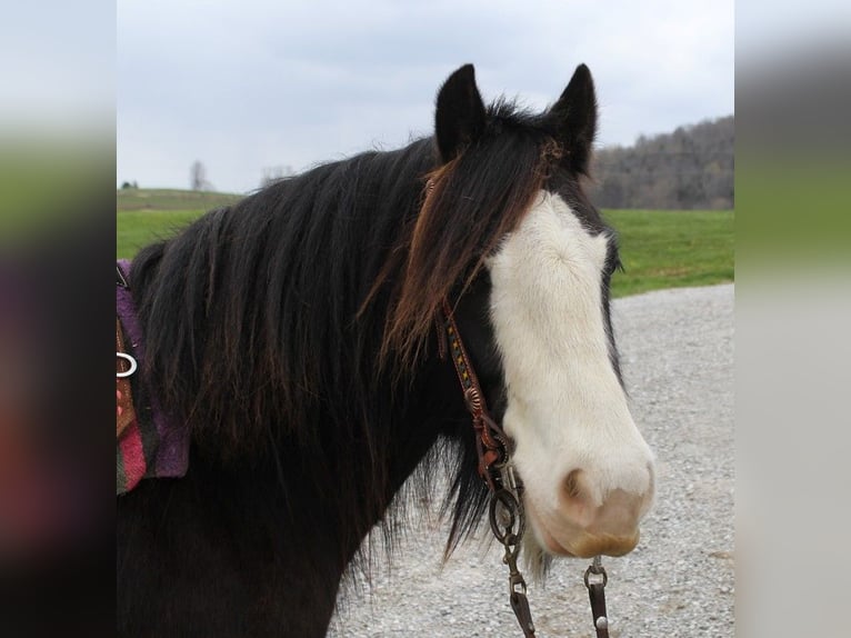 Cob Irlandese / Tinker / Gypsy Vanner Castrone 10 Anni 132 cm Sabino in Bristol