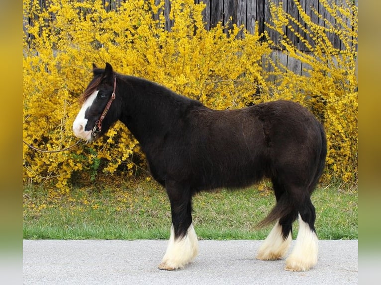 Cob Irlandese / Tinker / Gypsy Vanner Castrone 10 Anni 132 cm Sabino in Bristol