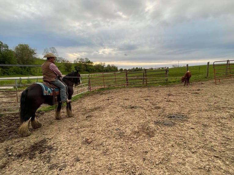 Cob Irlandese / Tinker / Gypsy Vanner Castrone 10 Anni 132 cm Sabino in Bristol