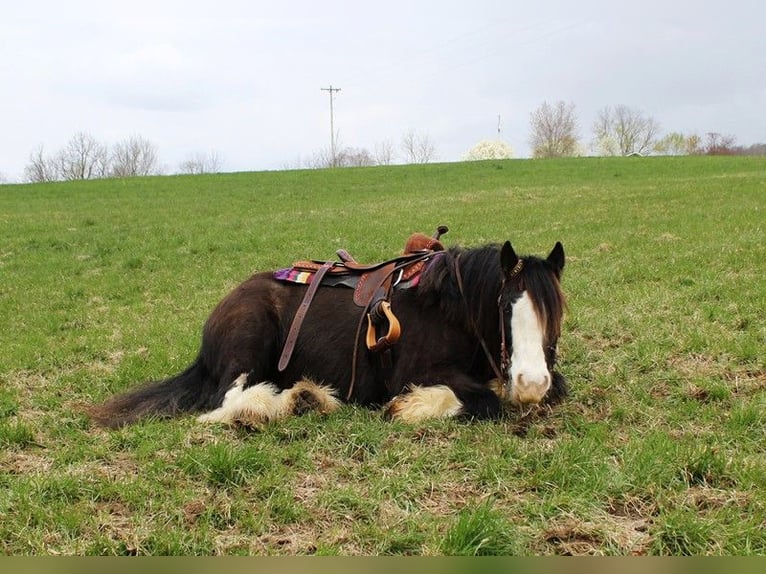 Cob Irlandese / Tinker / Gypsy Vanner Castrone 10 Anni 132 cm Sabino in Bristol