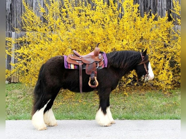 Cob Irlandese / Tinker / Gypsy Vanner Castrone 10 Anni 132 cm Sabino in Bristol