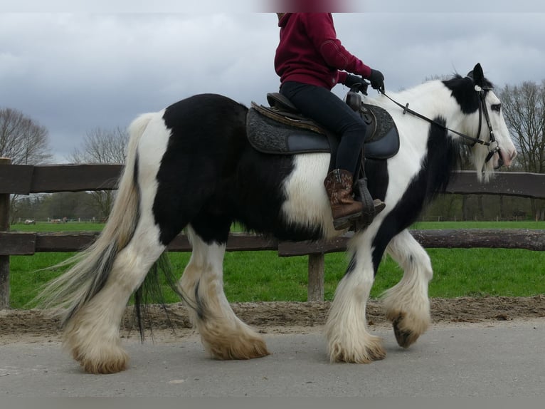 Cob Irlandese / Tinker / Gypsy Vanner Castrone 10 Anni 134 cm Pezzato in Lathen