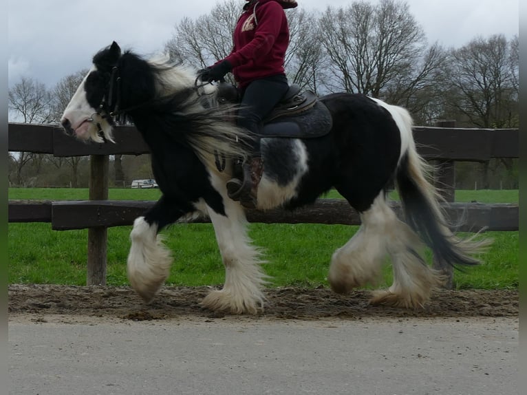 Cob Irlandese / Tinker / Gypsy Vanner Castrone 10 Anni 134 cm Pezzato in Lathen