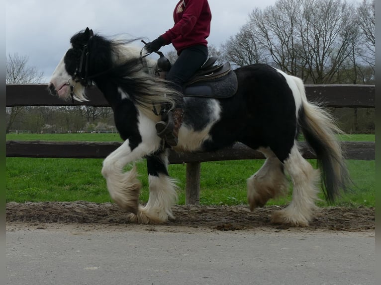 Cob Irlandese / Tinker / Gypsy Vanner Castrone 10 Anni 134 cm Pezzato in Lathen