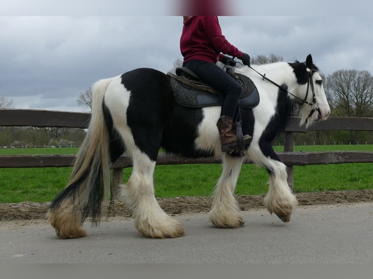 Cob Irlandese / Tinker / Gypsy Vanner Castrone 10 Anni 134 cm Pezzato in Lathen