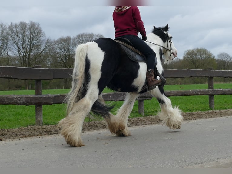 Cob Irlandese / Tinker / Gypsy Vanner Castrone 10 Anni 134 cm Pezzato in Lathen