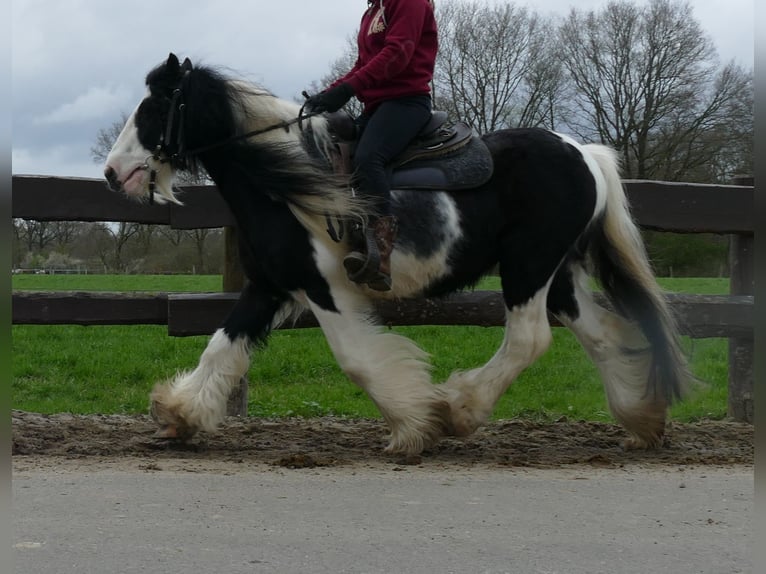 Cob Irlandese / Tinker / Gypsy Vanner Castrone 10 Anni 134 cm Pezzato in Lathen