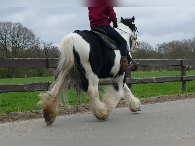 Cob Irlandese / Tinker / Gypsy Vanner Castrone 10 Anni 134 cm Pezzato in Lathen