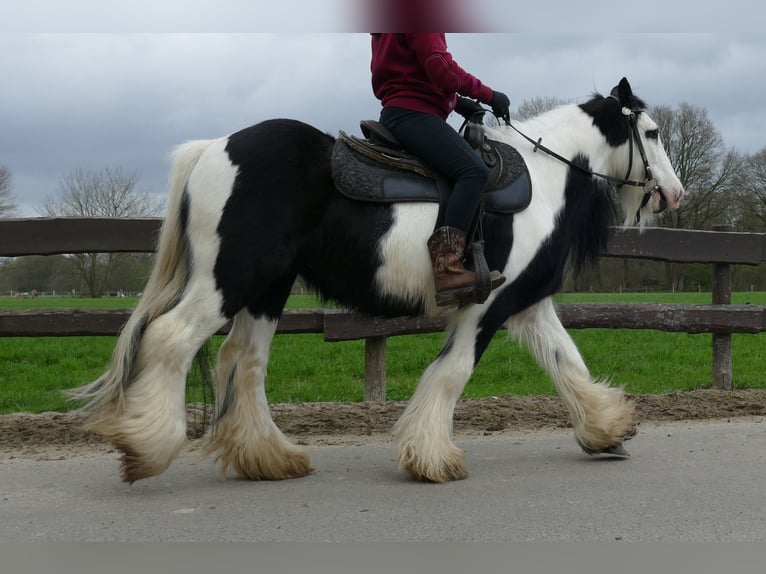 Cob Irlandese / Tinker / Gypsy Vanner Castrone 10 Anni 134 cm Pezzato in Lathen