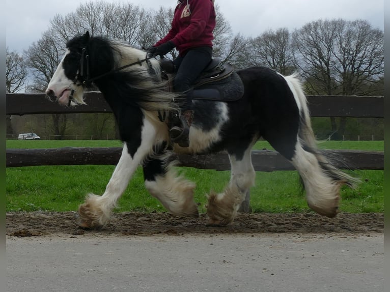 Cob Irlandese / Tinker / Gypsy Vanner Castrone 10 Anni 134 cm Pezzato in Lathen