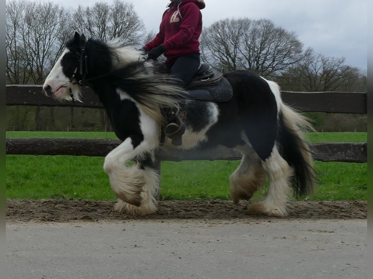 Cob Irlandese / Tinker / Gypsy Vanner Castrone 10 Anni 134 cm Pezzato in Lathen